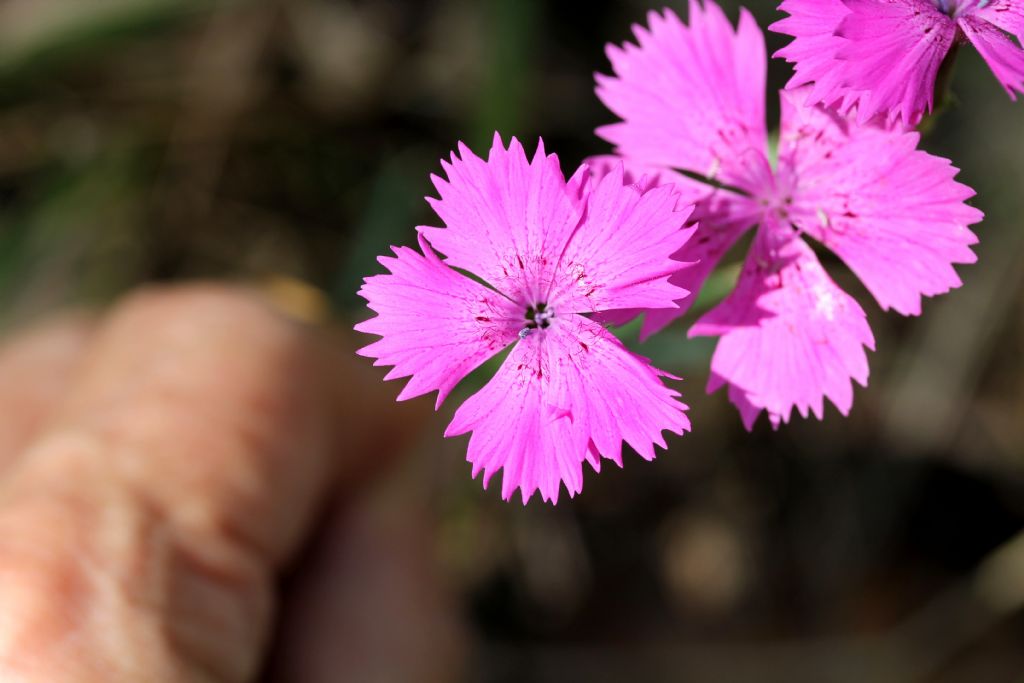 Dianthus deltoides? no, Dianthus seguieri